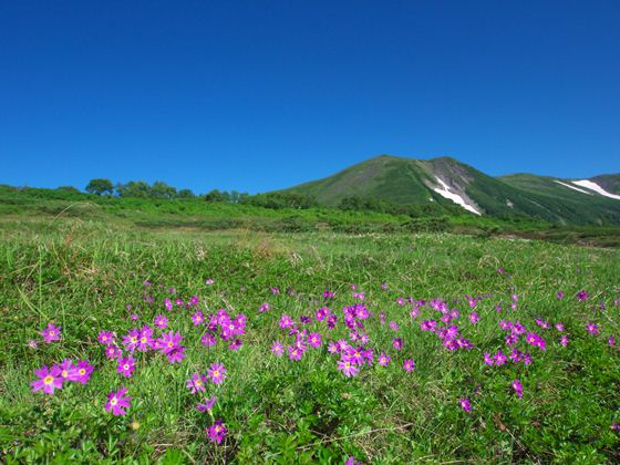 第二花畑のエゾコザクラと緑岳