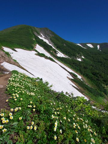 チングルマ群落と緑岳