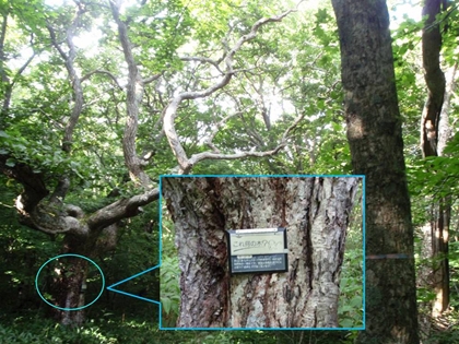 代表的な樹木には樹名板が付けられています