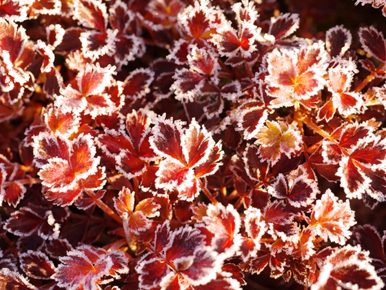 霜が降りて、チングルマの紅葉を縁どっていました。