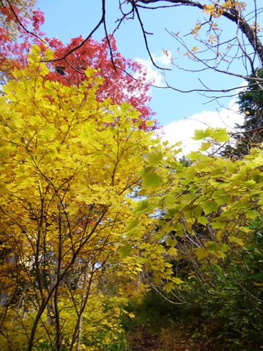 東尾根コースの紅葉