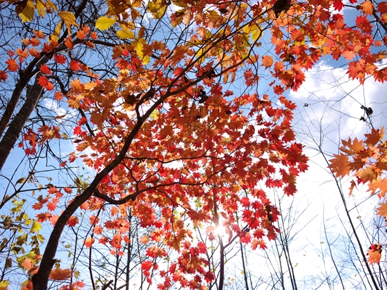 ハウチワカエデの紅葉