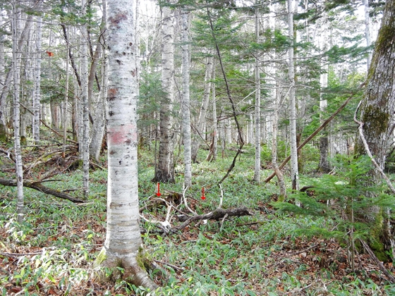 写真に赤い矢印のところに何かあります