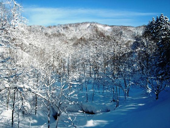 沼田町国有林