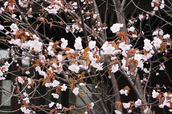 桜のズームアップ