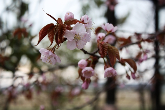 桜のズームアップ