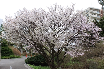 チシマザクラ全景