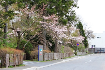 旧函館分局跡地の桜