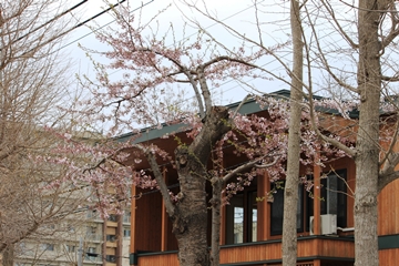 事務所前桜全景