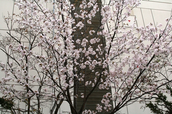 桜のズームアップ