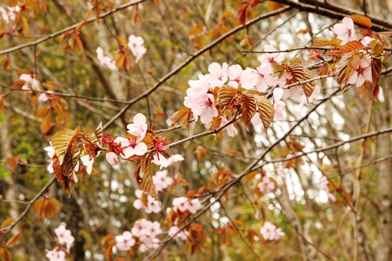 エゾヤマザクラの花のズームアップ