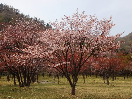 庶野さくら公園のサクラ