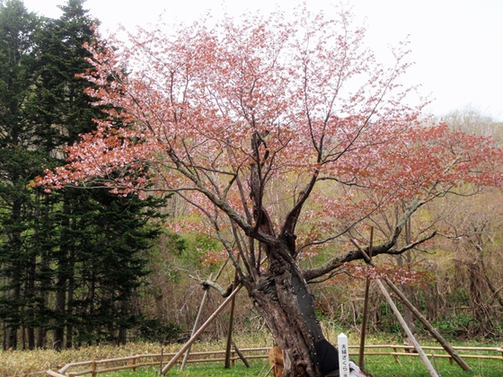 推定樹齢300年の夫婦桜