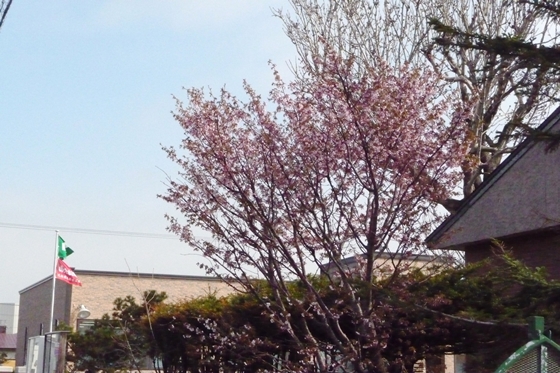 留萌北部署の桜の木