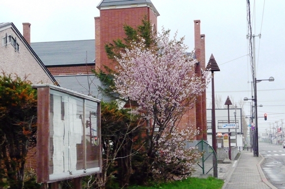 別方向から撮影した敷地内の桜