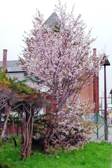 敷地内の桜の木