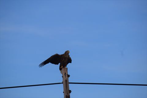 小清水原生花園にオジロワシ