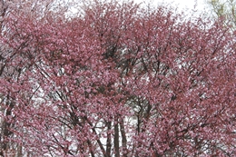 桜のズームアップ