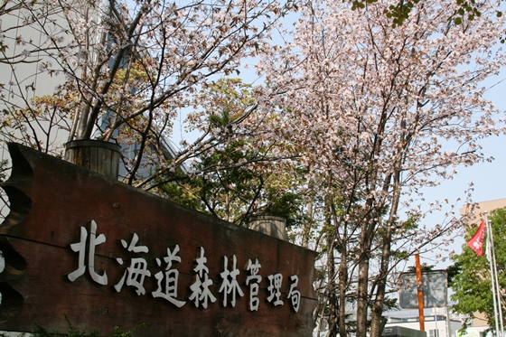 歩道から見上げた桜