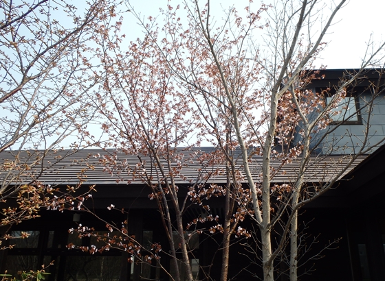 檜山森林管理署に咲いている桜の木