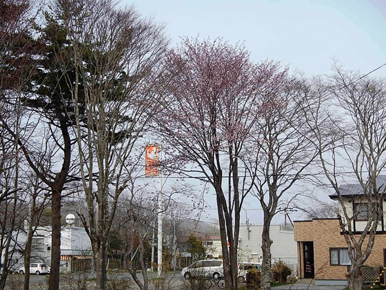 溝内の桜