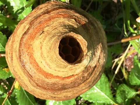 蜂の巣の中