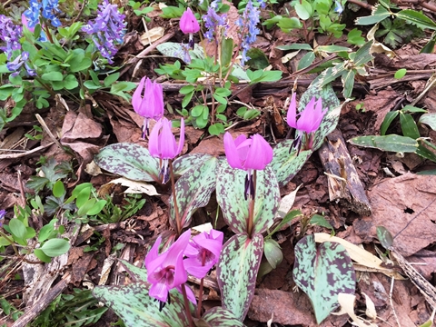 カタクリの花