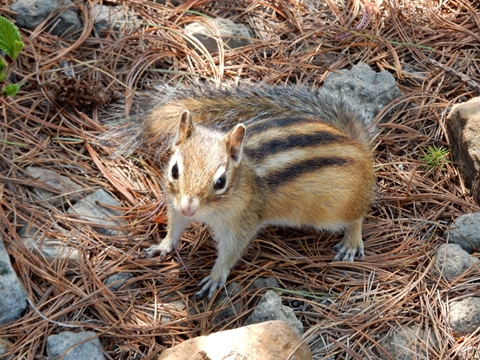 シマリス