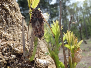 羽化したばかりの成虫