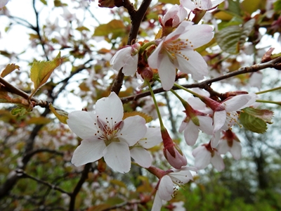 桜のズームアップ