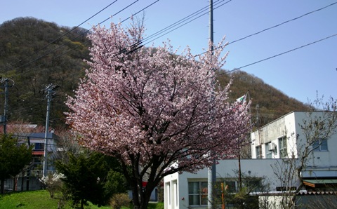 札幌市、石狩森林管理署の桜