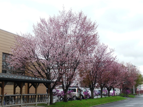 旭川市神楽市民交流センターの桜