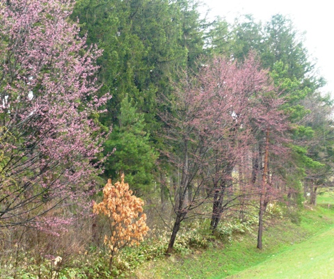 外国樹種見本林の桜