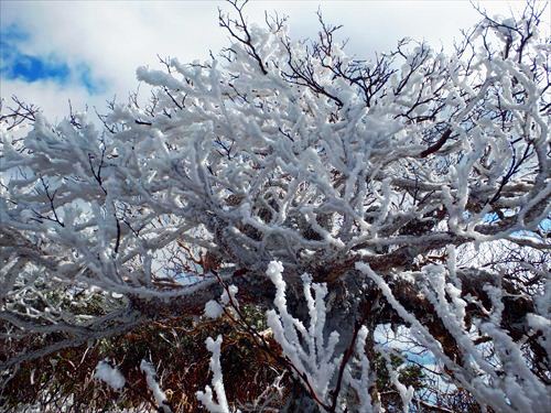 ダケカンバに張り付いた霧氷（南狩場山頂付近）