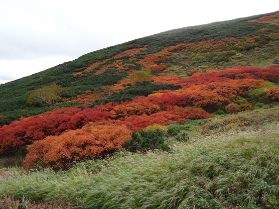 第3雪渓付近まで登るとさらに見事な紅葉を見ることができます