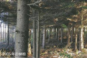 2005年の林相