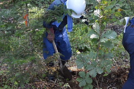 苗圃への移植を完了！