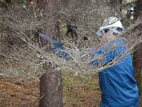 枝打ちの様子