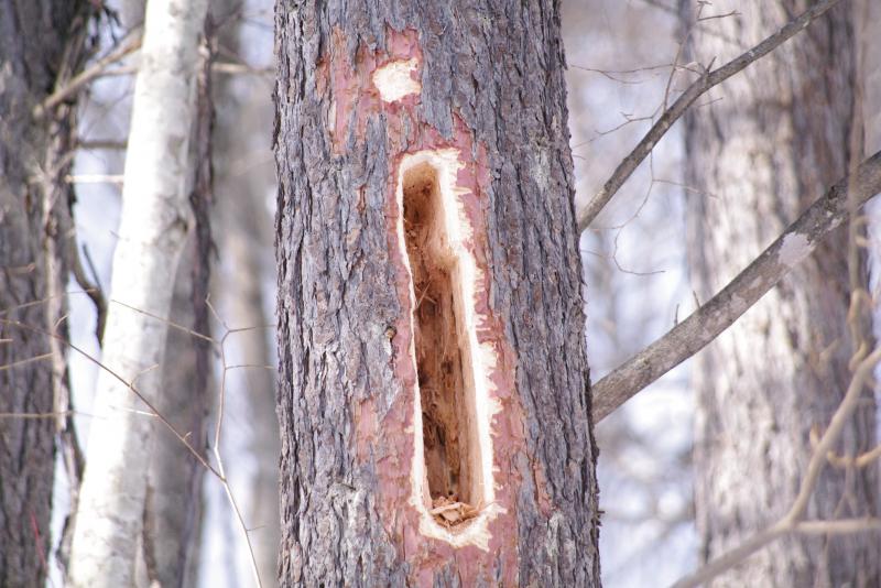 平成24年2月5日　クマゲラの空けた穴