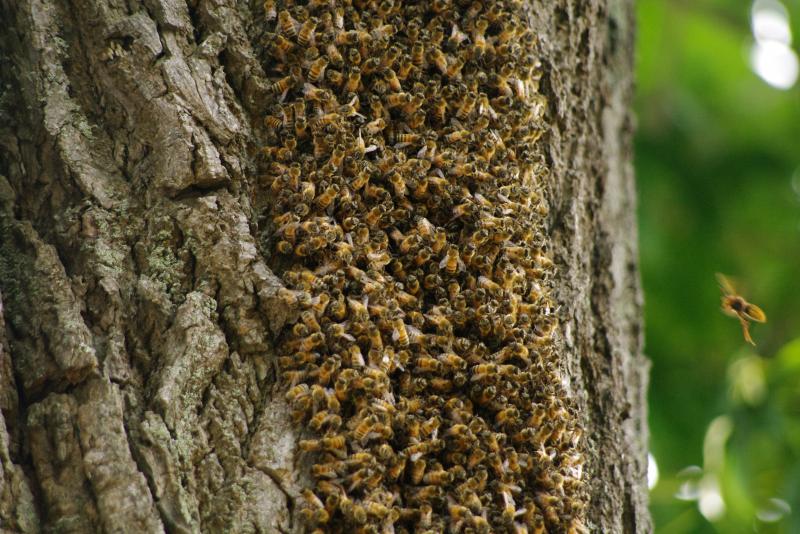 ミツバチ、スズメバチのアップ画像