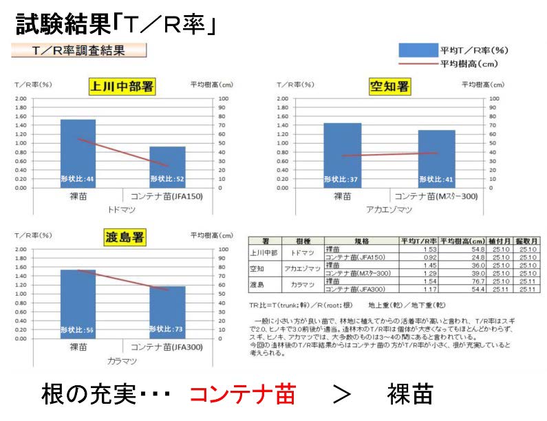 コンテナ苗と裸苗のT/R率調査