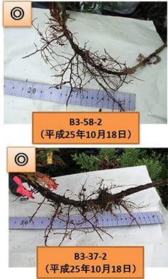 伏条補助枝の発根状況(発根状況のよいもの)