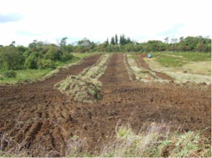 建設用バックホウによる牧草剥離後の状況列状に牧草を剥離。写真左と奥が母樹林