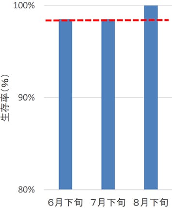 夏植えの生存率(金木支署 235ち林班4小班)