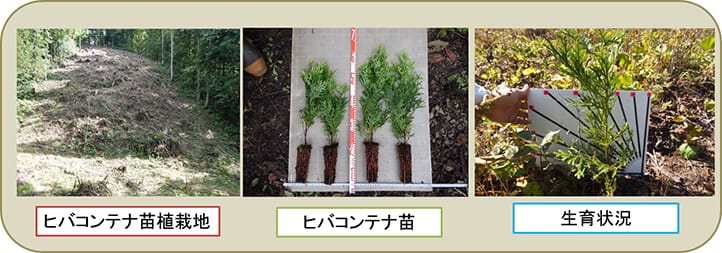 ヒバコンテナ苗と植栽地