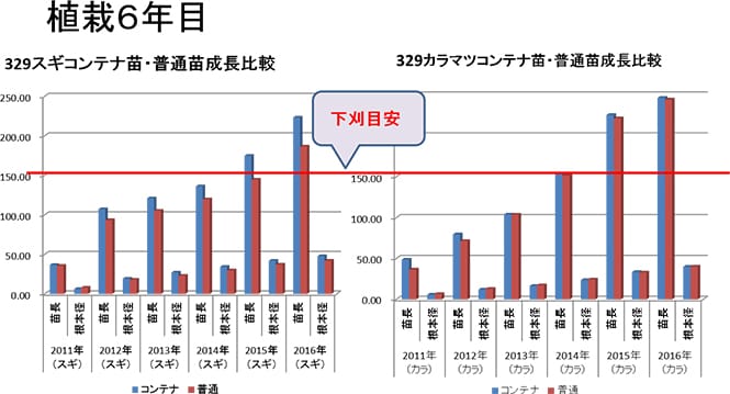 コンテナ苗と普通苗の成長比較