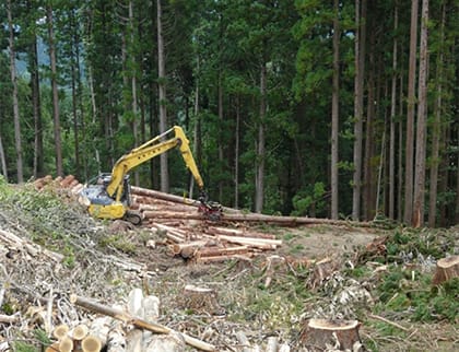 作業道に全木集材し、枝払い、造材