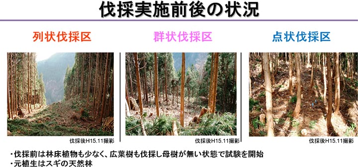 施業方法別伐採区の伐採時の状況(左から、列状、群状、点状)