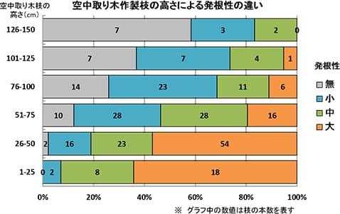 空中取り木を作製する枝の高さの違いによる発根性の違い