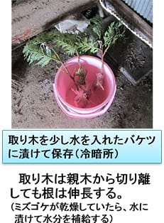 ミズゴケ部分への給水による保存